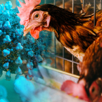 Gambar : Ilustrasi Unggas yang Terkena Virus H3N8_net