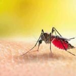 Foto : Nyamuk Malaria_net