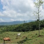 foto : pemandangan mini ranch sapi pasundan sukamantri_net