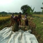 foto : TNI-Polri dan Muspika Kecamatan Panyingkiran Gelar Panen Ubinan_net